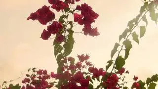 Matt Mems - Heart Heavy [Official Visualizer]