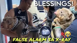 BUNTIS AT MAY HEARTBEAT! SIGNS OF PREGNANCY &bull;DOG&rsquo;s PREGNANCY X-RAY & ULTRASOUND RESULTS