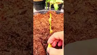 Pilihan cerdas untuk menanam bawang yang sudah tumbuh pangkalnya pada media pot #shorts