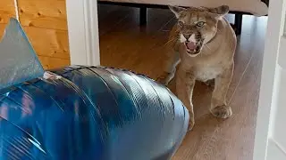 Надувная акула! Супер игрушка покорившая нас и пуму Месси!