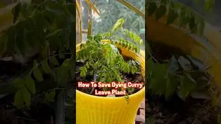 How To Save Dying Curry Leaves Plant 🌱||#shorts #plants #curryleaves #garden #new #diy #fertilizer
