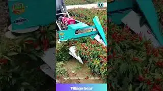 Chili Harvest Machine Goes BRRRR🌶️🚜 Satisfying Pepper Mowing! #farming #satisfying #asmr #machinery