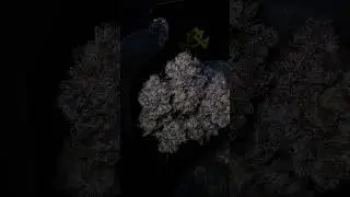 Dirty Bird #1 - exotic genetix