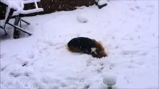 Einstein trying to make a Corgi Snow Angel.