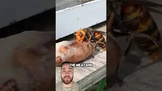Why This Beekeeper Fed Murder Hornets Raw Meat!