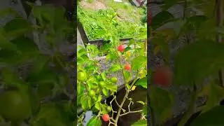 Sikkimese Dalle chilli growing in rice bag in terrace...  #terracegarden #chilli