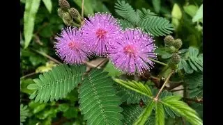 Common plants... Scientific name: Mimosa pudica  || Family: Fabaceae