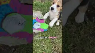 Daphne! Pense numa beagle levada, linda e amorosa&hearts;️🧡