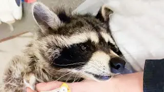 СЛОМАННОГО ЕНОТА ВСЮ ЖИЗНЬ ДЕРЖАЛИ В МАЛЕНЬКОЙ КЛЕТКЕ 😭 Приютила енота отказника