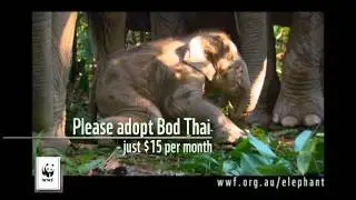 WWF-Australia Adopt an Elephant