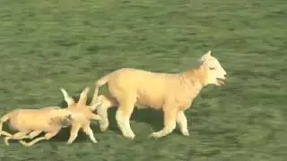 Surreal Sheep Animation That Will Rape Your Brain