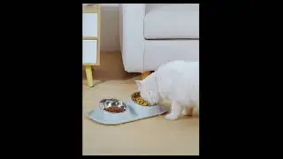 A-PET Pet Food/Water Double Stainless Steel Bowl Feeders -Tilted & Elevated