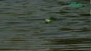 Tsunami Lures -Hebi-
