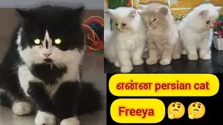 New cute babys comming my home//Petsvlog//Tamil 