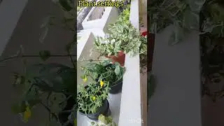 ഇത്തിരി ചെടികൾ കൊണ്ട്/ sit out plant arrangement ideas/ plant settings #youtubeshorts