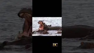 Anthrax kills 50 hippos in DRC&rsquo;s Virunga National Park