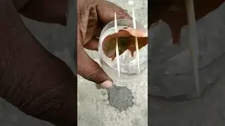 Kalanchoe Single Leaf Propagation In Water #shorts