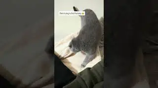 POV: I played a kitten sound&hellip; and she woke up immediately 😳🐾