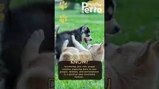 Socializing Success: Nurturing Your New Puppy's Positive Connections
