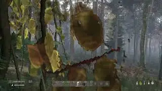 Dayz luck