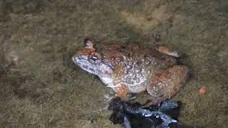Limnonectes fujianensis 福建大頭蛙 Fujian largeheaded frog Taiwan New Taipei/Taoyuan 20. Febr. 2018