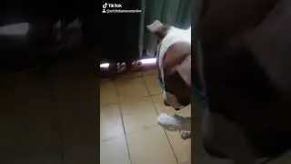 mi perro bellaco
