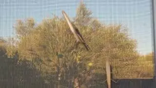 Female praying mantis, preying on the male