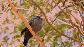 BLACK-FRONTED NUNBIRD in the swing of the wind (MONASA NIGRIFRONS) CHORA-CHUVA PRETO, Nature singers