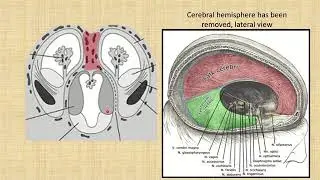 Development of the forebrain