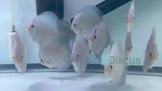 4.5-5.0