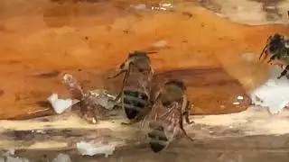 Bees React to Honey - Season 1, Episode 5