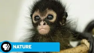 NATURE | Jungle Animal Hospital | Preview |  PBS