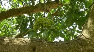 New Varieties & Better Pollinators for California Pistachios
