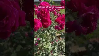 desi rose #gardeningaesthetics #gardeningideas #balconygarden #beautifulhomegarden #desirose #shorts
