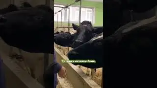 В РОСБИОТЕХе обучают на ветеринаров. Придешь к нам учиться? 🐮 #РОСБИТЕХ #ветеринар #корова