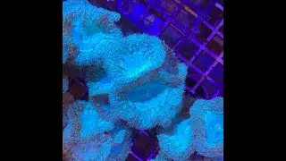 Blastomussa Blue Green - Nestorio Coral Aquaculture