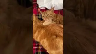 My cats are brothers #brothers #cute #cat #love #best