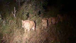 big styx lion pride preparing for a hunt in sabi sands (greater Kruger)