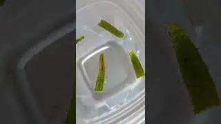 Day 5 of propagating cape sundews 🎃 #plants #carnivore