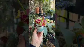 Flower Gardening ideas For Home 🪴🌼🤯 #gardening #flowers #reel #shortvideo #youtube #trend