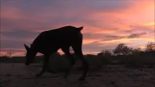 Wolf reacts to cactus! Out with Lorne, the dogs, and camels at sunset (Quick hi and VLOG)