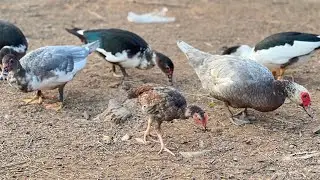 Keeping chickens, ducks, and geese together makes our family life lively. #goose #duck 