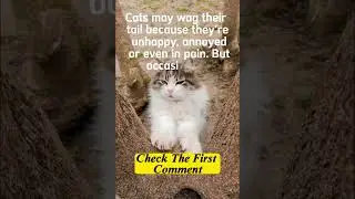 Why cats tail wagging? #shorts