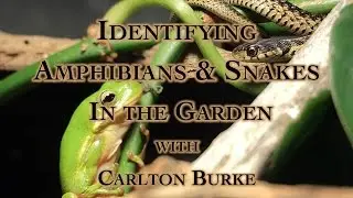 Identifying Amphibians & Snakes In the Garden with Carlton Burke