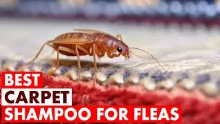 🦟 Best Carpet Shampoo for Fleas 2025 | Eliminate Fleas, Eggs & Odors Fast!