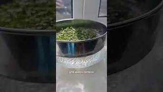 Брокколи как выращивать #суперфуды #брокколи #микрозелень #суперфуд  #здоровье #зелень