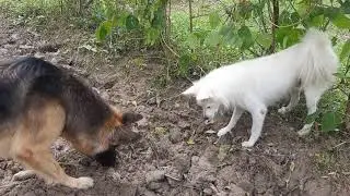 German shepherd VS Snake || Japanese Spitz VS Snake || My dogs reaction with snake