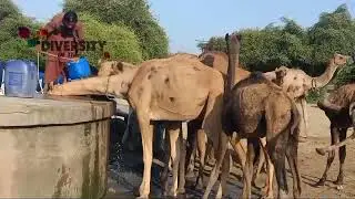 Mizari Camels At Water Pond || Diversity Of Thar