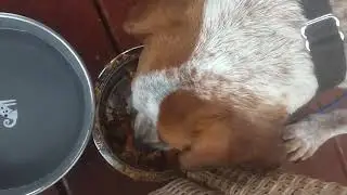 Copper 💜 Homemade Stew! #englishfoxhound #beagle #puppy #puppylove #beef #beefstew #beefstewrecipe 