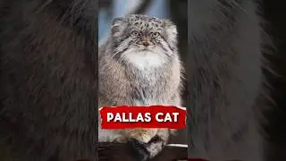Pallas cat 🥰 🐈 #animals #fyp #pallascat #richyanimals #cats